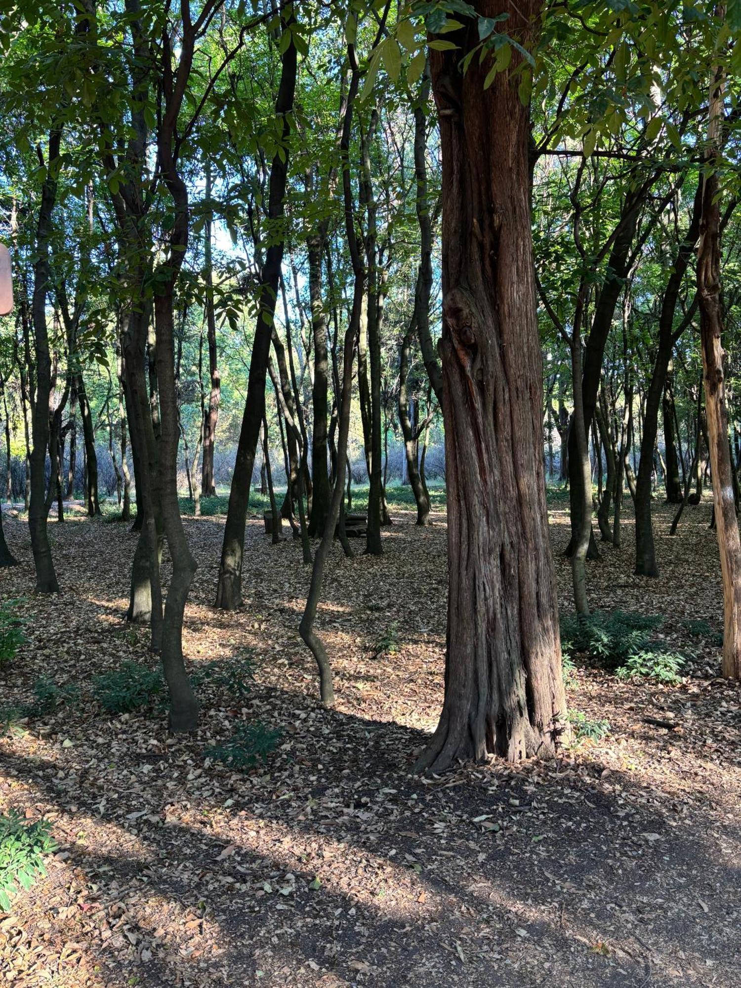 Villa Coyoacan Meksika Dış mekan fotoğraf